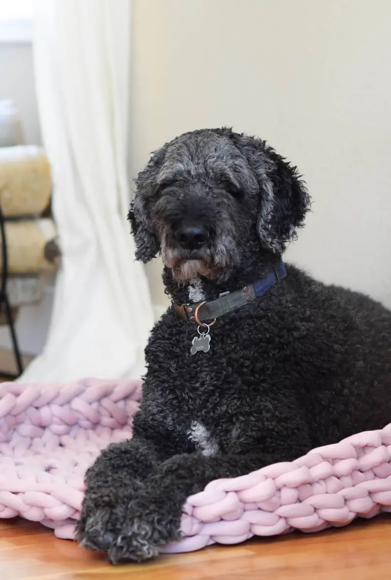 Knit Kit - Squishy Lux Pet Bed 1