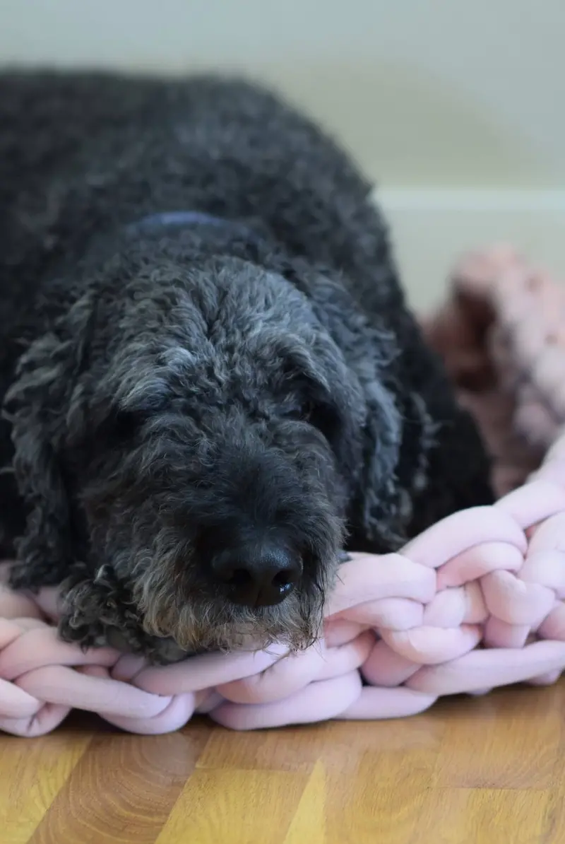 Knit Kit - Squishy Lux Pet Bed 2